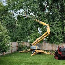 Best Root Management and Removal  in Wollochet, WA