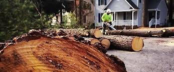 Best Utility Line Clearance  in Wollochet, WA