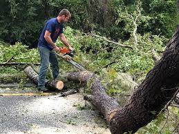 Best Firewood Processing and Delivery  in Wollochet, WA