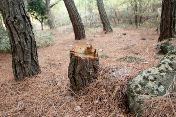 Best Commercial Tree Services  in Wollochet, WA
