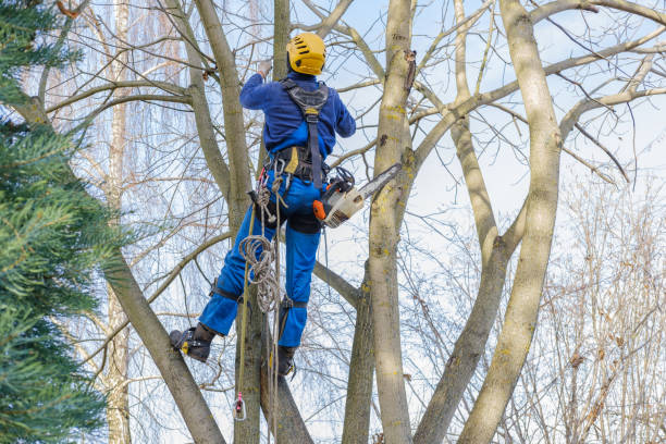  Wollochet, WA Tree Care Pros