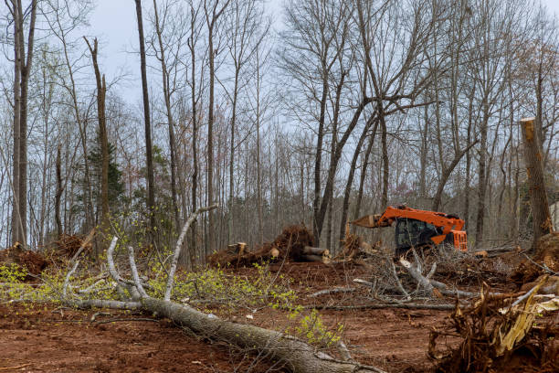 Best Tree Disease Treatment  in Wollochet, WA