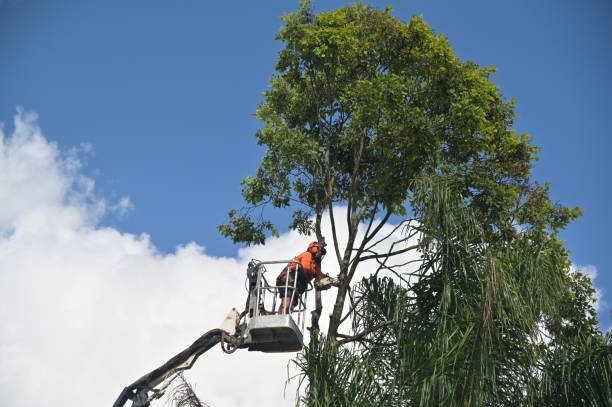 How Our Tree Care Process Works  in  Wollochet, WA