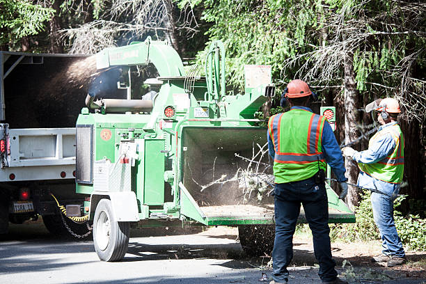 Best Emergency Tree Removal  in Wollochet, WA