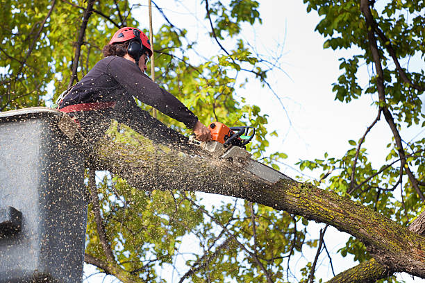 Best Hazardous Tree Removal  in Wollochet, WA