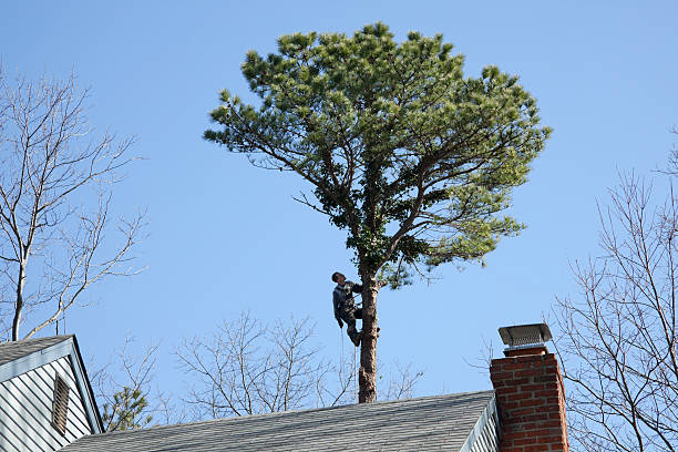 Best Tree and Shrub Care  in Wollochet, WA