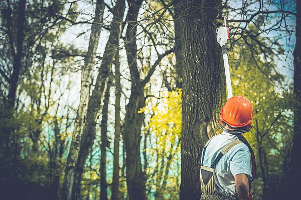 Best Tree Preservation Services  in Wollochet, WA