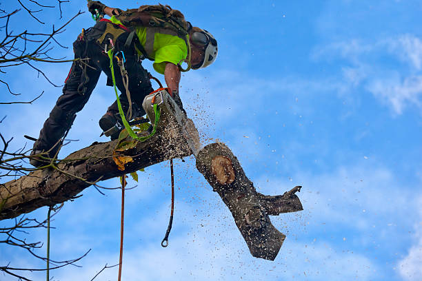 Professional Tree Care in Wollochet, WA