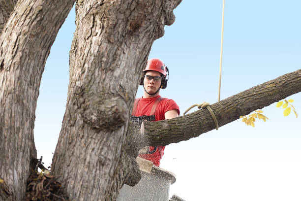 Best Tree Cabling and Bracing  in Wollochet, WA